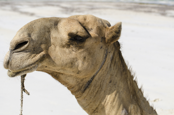 ‘Camel-ccinos’ & ‘Camelattes’ Enjoy A Hump In Demand In Kenya