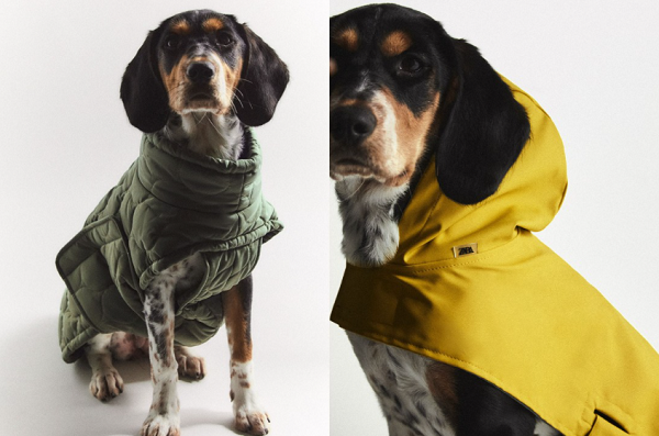 Zara Launches Pet Clothing So Your Dog ...