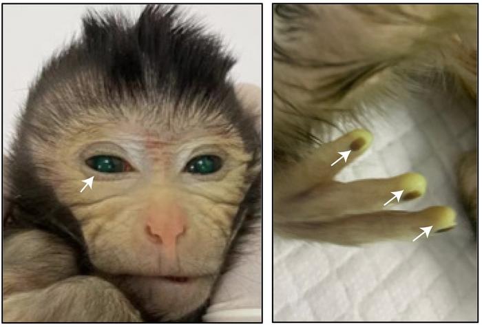 Hybrid Monkey With Glowing Green Features Is Born In A World-First Live ...