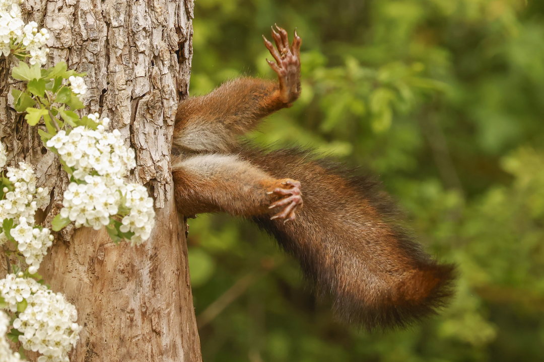 2024-Nikon-Comedy-Wildlife-Photography-A