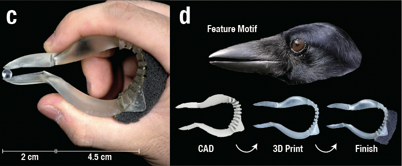 Tweezers Modeled After Crow’s Beak Are More Adept Than Regular Ones ...