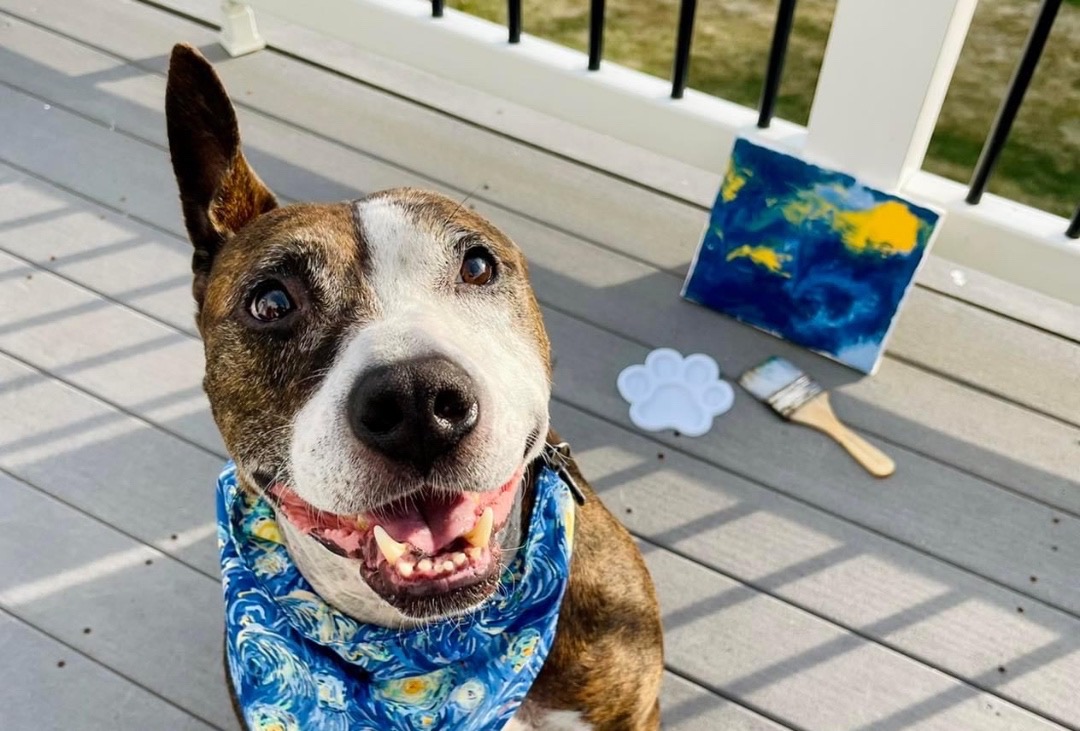 OneEared Rescue Dog Named Van Gogh Paints With His Tongue