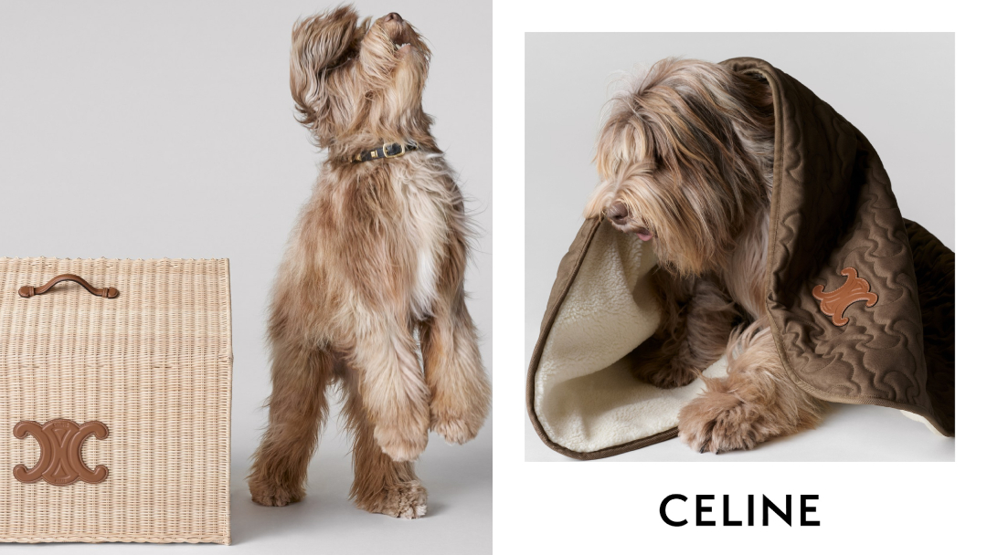 Celine-Dog-Accessories-Hedi-Slimane-1-17