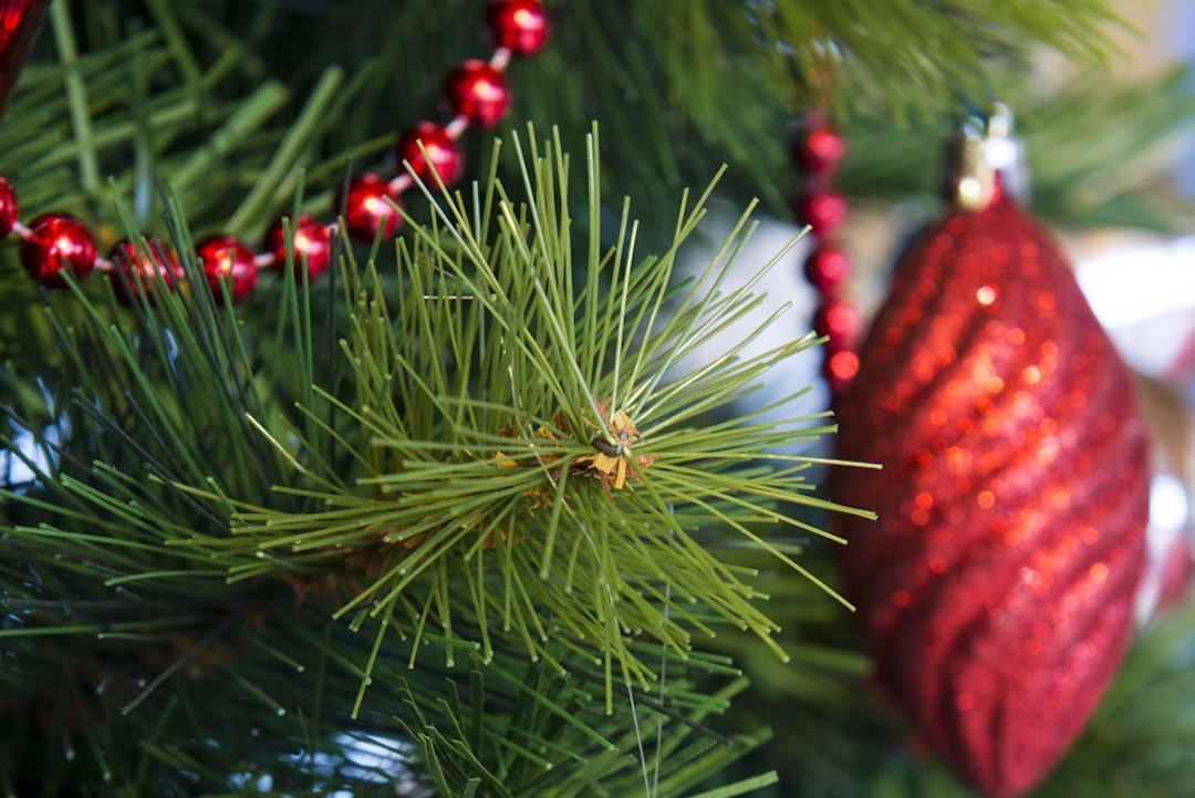 Used Christmas Trees Can Skip Landfills And Be Turned Into BioOil