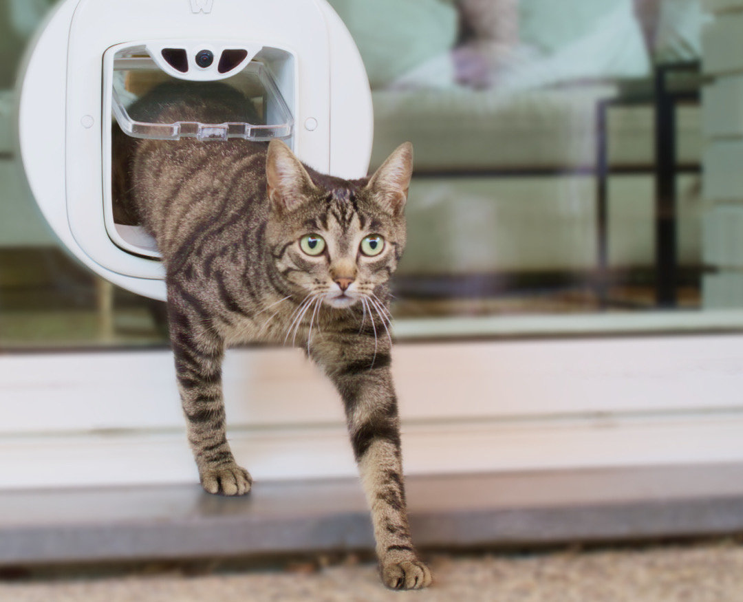 Purr-Fect ‘Pawly’ Pet Door Locks Intruders Out With Face & Prey ...