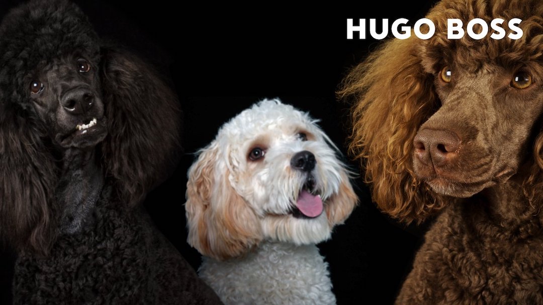 Hugo Boss Is Launching A Dog Apparel Line For Premium Pooches