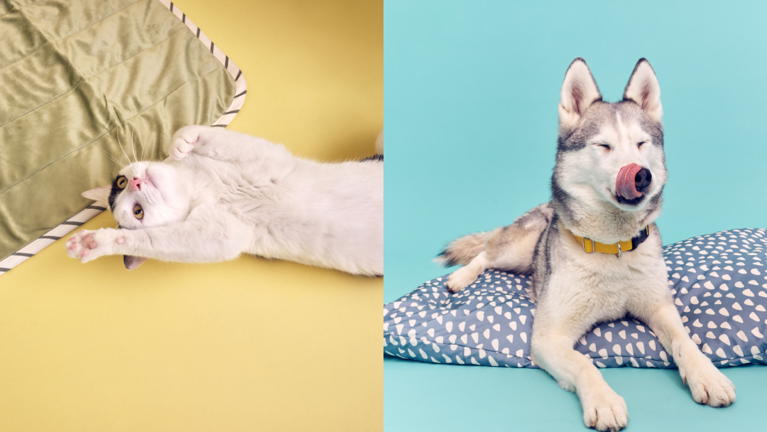 IKEA-Cat-Dog-alog-Pets-1-1716449759.jpeg