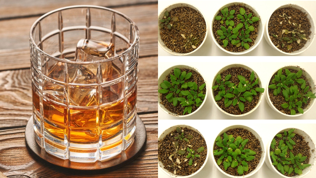 Plants Are Downing Alcohol To Help Survive Droughts In New Study