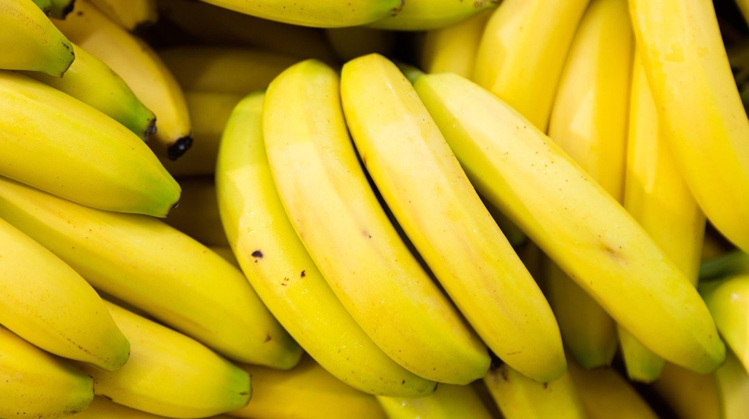 First Genetically-Modified Banana Could Save The Main Species From ...