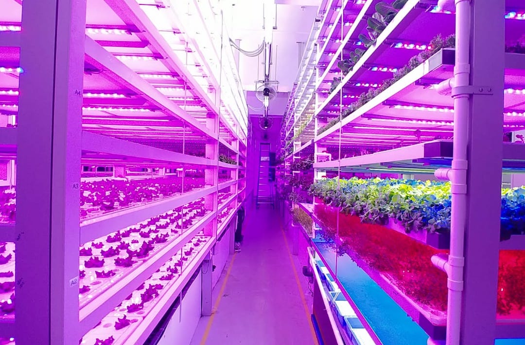 Indoor Farm Can Grow Plants To Custom Shapes & Sizes Using Led Lights 