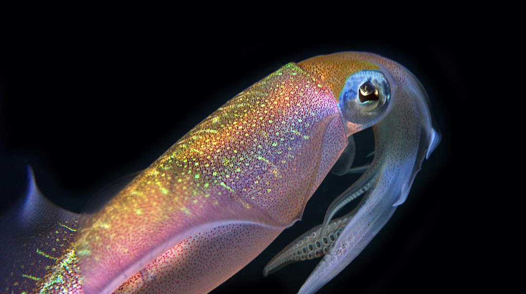 Human Cells Turn ‘Invisible’ As Scientists Mimic Squid’s Ability To Go ...