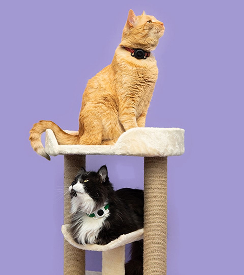 Tile’s New Cat Tracker Keeps Your Feline From Getting Lost Around The